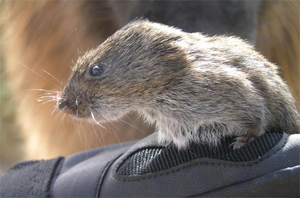 Montane vole. (By USFWS - Wildlife Photo Gallery:
    Pahranagat National Wildlife Refuge, Public Domain,
https://commons.wikimedia.org/w/index.php?curid=59007519)
