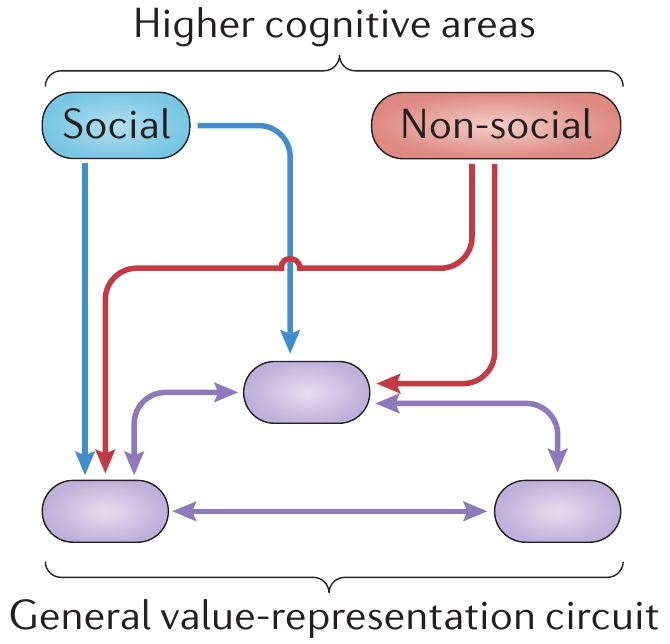 The reward system for assessment of social and
    non-social sitations in the human brain. (From Ruff, C., Fehr, E. The neurobiology of rewards and values in social decision making. Nat Rev Neurosci 15, 549–562 (2014). https://doi.org/10.1038/nrn3776)