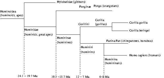 Evolutionary lineage of humans and great apes (Source:
    Wikipedia)