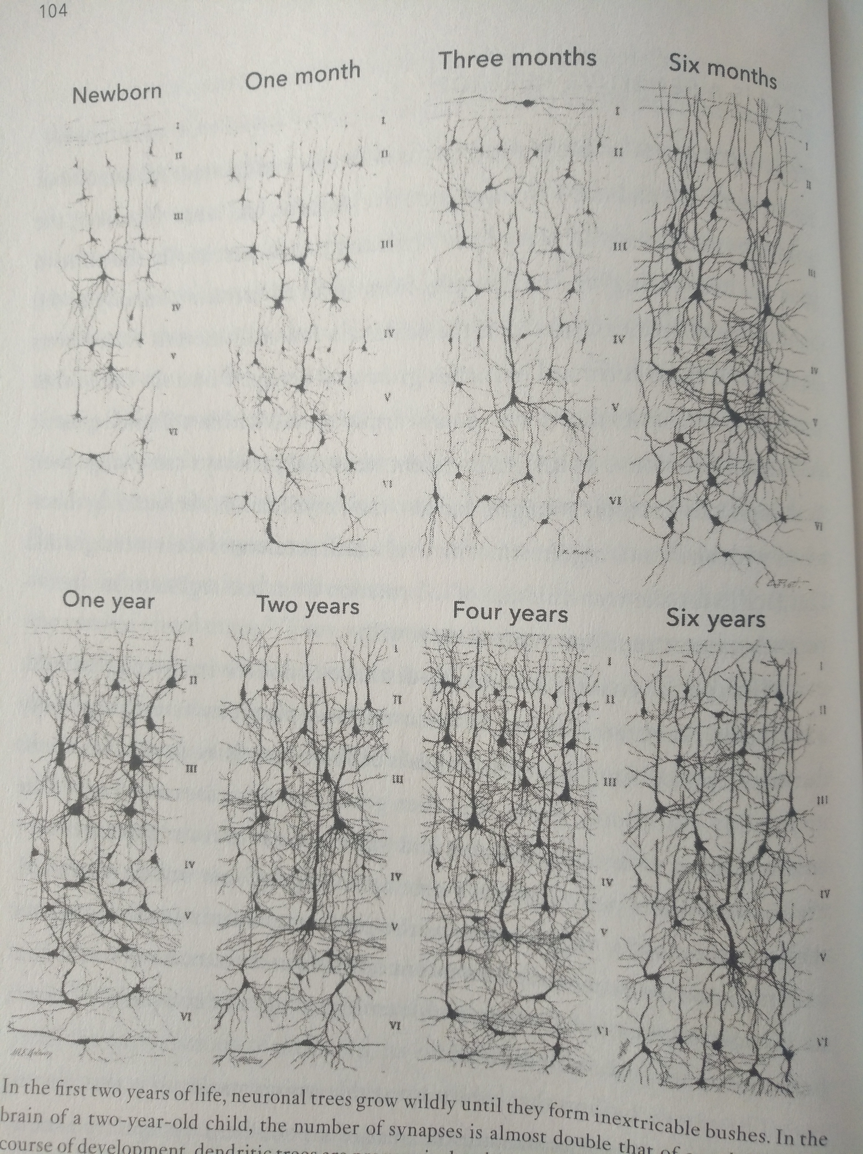 In the first two years of life, neural trees grow
     wildly until they form inextricable bushes. In the brain of a two
     year old child, the number of synapses is almost double that of
     an adult. In the course of development, dendritic tress are
     progressively trimmed under the influence of neuronal
     activity. Useful synapses are preserved and multiply, while
     unecessary others are eliminated. (p 104)