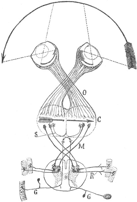 Drawing by Santiago Ramón y Cajal, Schema of the visual map theory (1898). O=Optic chiasm; C=Visual (and motor) cortex; M, S=Decussating pathways; R, G: Sensory nerves, motor ganglia.
     (By S. Ramón y Cajal - Estructura del kiasma optico y teoria general de los entrecruzamientos de las vias nerviosas. Public Domain, <a href='https://commons.wikimedia.org/w/index.php?curid=47538535'>Link</a>)