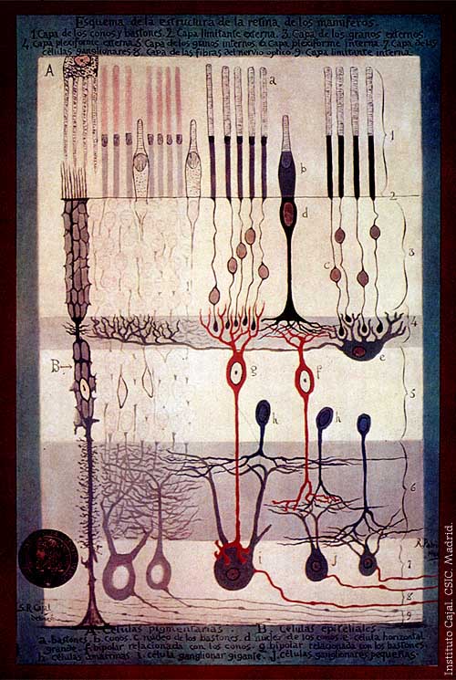 Drawing by Santiago Ramón y Cajal, From 'Structure of the Mammalian Retina' Madrid, 1900
     (Public Domain, <a href='https://commons.wikimedia.org/w/index.php?curid=612573'>Link</a>)