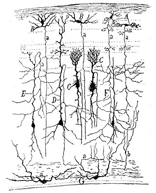 By Santiago Ramón y Cajal, Drawing of a section through the optic tectum of a
     sparrow, from 'Estructura de los centros nerviosos de las aves',
     Madrid, 1905 
     (Public Domain, <a href='https://commons.wikimedia.org/w/index.php?curid=612561'>Link</a>)