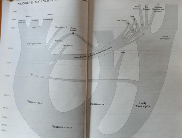 Lineages of homo sapiens, neanderthals and
    denisovans. All three specious have repeatedly interbreeded, which
    is visible in their genome. (page 3)