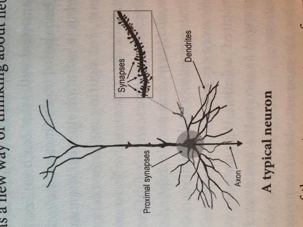 Proximal synapses process observed data, distal
    synapsys process predictions.